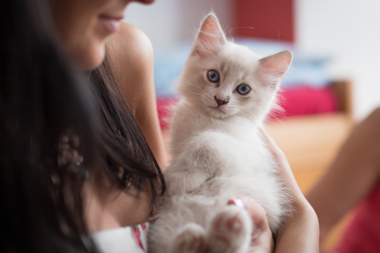 The Best Cat Breeds for First-Time Owners